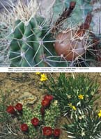 HP Echinocereus Online 2013 01_Seite_12