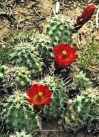 HP Echinocereus Online 2013 01_Seite_13