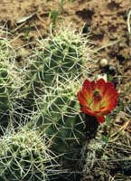 HP Echinocereus Online 2013 01_Seite_14