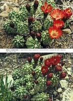 HP Echinocereus Online 2013 01_Seite_15