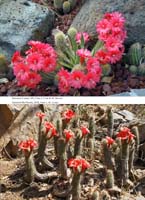 HP Echinocereus Online 2013 01_Seite_31