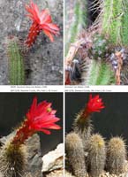 HP Echinocereus Online 2013 01_Seite_32