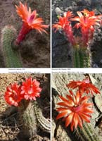 HP Echinocereus Online 2013 01_Seite_33