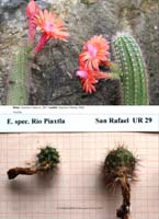 HP Echinocereus Online 2013 01_Seite_34