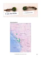 HP Echinocereus Online 2013 01_Seite_35