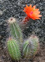 HP Echinocereus Online 2013 04_Seite_11