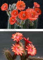 HP Echinocereus Online 2013 04_Seite_15