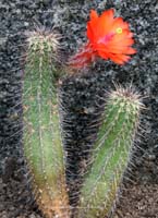 HP Echinocereus Online 2013 04_Seite_19