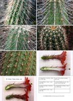 HP Echinocereus Online 2013 04_Seite_20