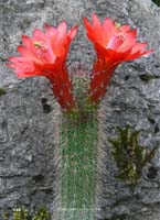 HP Echinocereus Online 2013 04_Seite_26