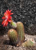 HP Echinocereus Online 2013 04_Seite_28