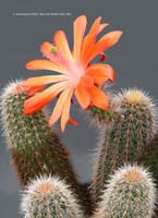 HP Echinocereus Online 2013 04_Seite_29