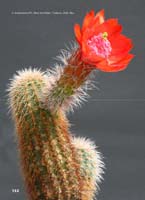 HP Echinocereus Online 2013 04_Seite_30