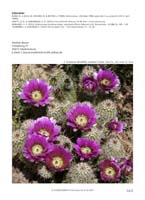 HP Echinocereus Online 2013 04_Seite_41