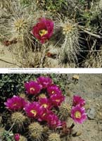 HP Echinocereus Online 2013 04_Seite_42