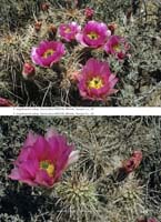 HP Echinocereus Online 2013 04_Seite_43