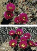 HP Echinocereus Online 2013 04_Seite_44