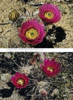 HP Echinocereus Online 2013 04_Seite_45