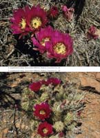 HP Echinocereus Online 2013 04_Seite_46