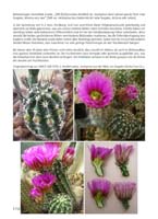 HP Echinocereus Online 2013 04_Seite_48