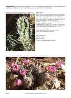 HP Echinocereus Online 2013 04_Seite_50