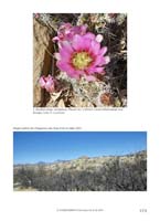 HP Echinocereus Online 2013 04_Seite_51