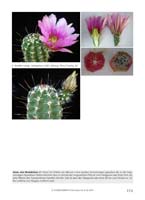 HP Echinocereus Online 2013 04_Seite_53